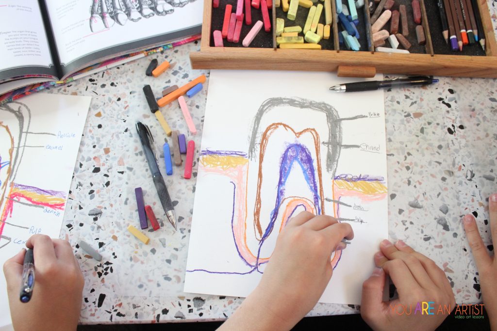 Nana’s video art lesson is a tooth diagram activity that highlights the many-colored wonder of these curious cuspids. Great homeschool science!